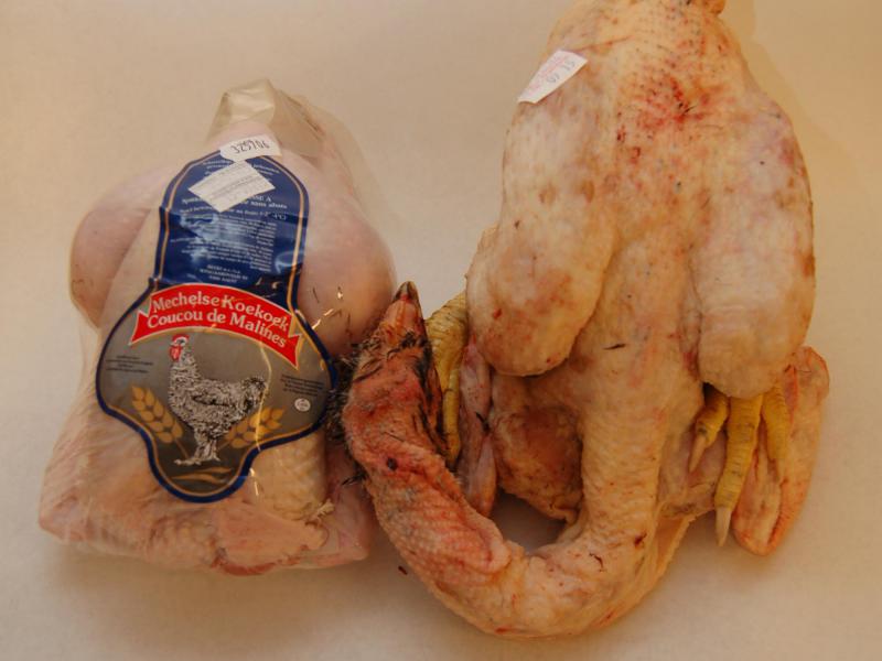 Poulet - Le coucou de Malines est un poulet fermier, reconnu dans le monde de la gastronomie, qui mérite sa place dans notre sélection des meilleures volailles.