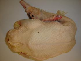 Canette - Cet oiseau venant de Challans dotée d’une viande rouge est disponible en plusieurs race, la race barbarie est la  plus courante et la plus reconnue parce que notamment elle est la moins grasse.