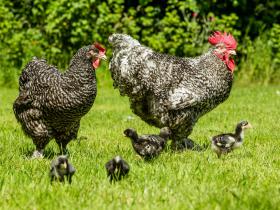 Poulet - Ici vous trouvez notre sélection de poulets, la sélection n'est pas obligatoire et peut varier selon la saison.