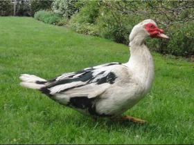Canard - Cet oiseau venant de Challans dotée d’une viande rouge est disponible en plusieurs race, la race barbarie est la  plus courante et la plus reconnue parce que notamment elle est la moins grasse.