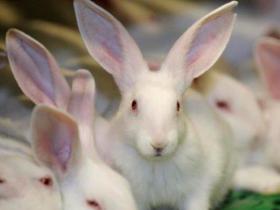 Konijn - hier vindt u onze selectie aan konijnen. Wij bieden zowel Franse als Belgische aan.